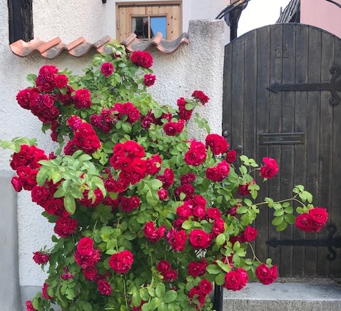 Visbyrosor