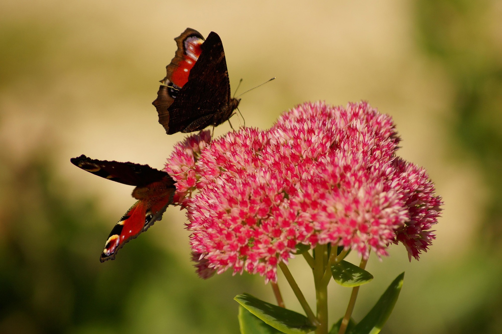 Bilden visar två fjärilar som sitter på en rosa blomma, kärleksört.