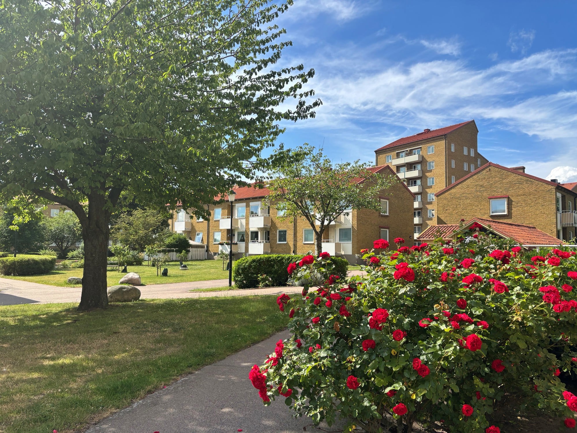 Ett grönskande bostadsområde med gångväg, stora träd, röda rosor och flerbostadshus i bakgrunden. Bilden är tagen en solig dag med blå himmel.