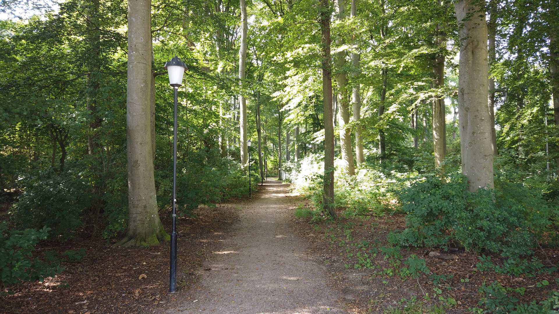 Skogsstig i lövskog en solig dag, med en grusad gångväg som leder bort mellan höga träd och en ensam lyktstolpe längs stigen.