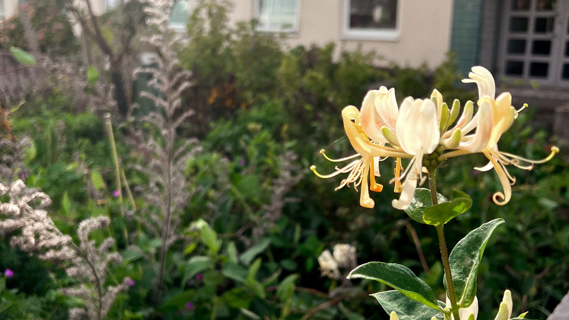 Gul blomma i solen. I bakgrunden finns det mer grönska och ett lägenhetshus.