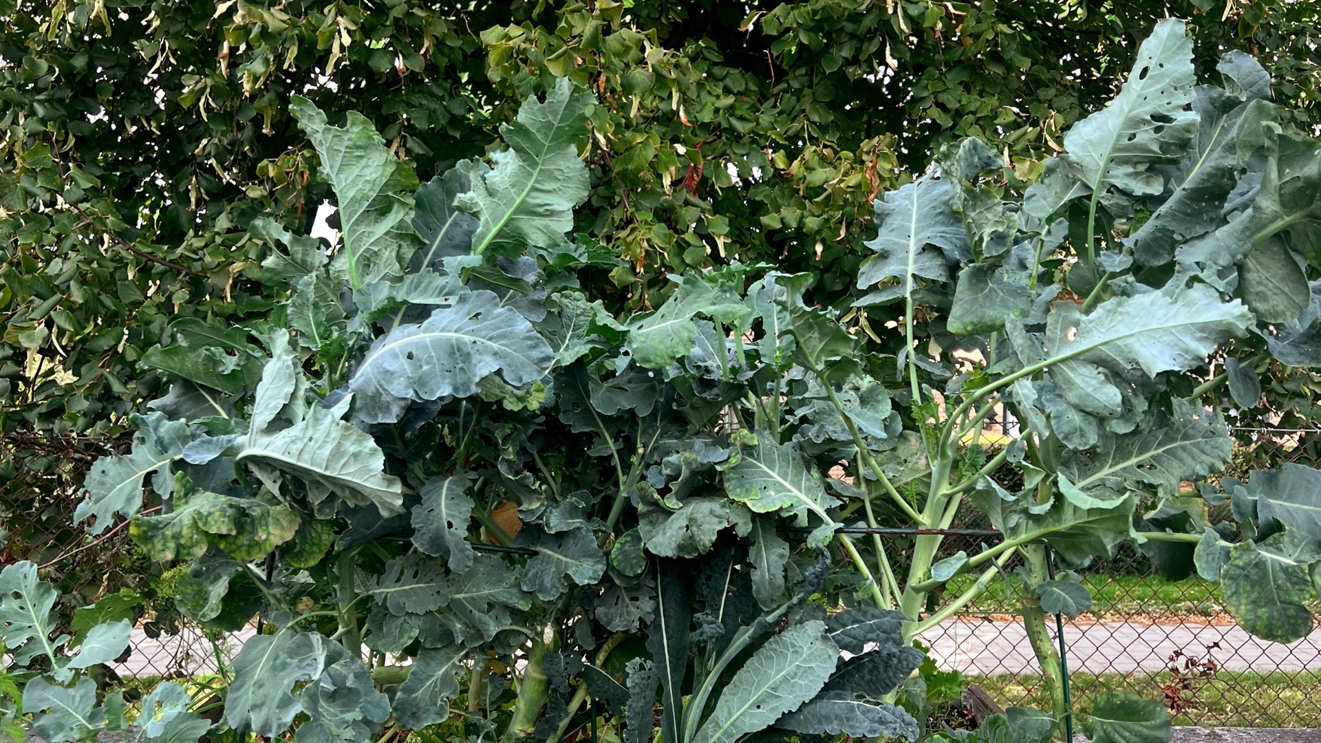 En odlingslåda på mark som är märkt med en lapp där det står "odlingslott nr 4". Odlingslådan är fylld med gröna blad.