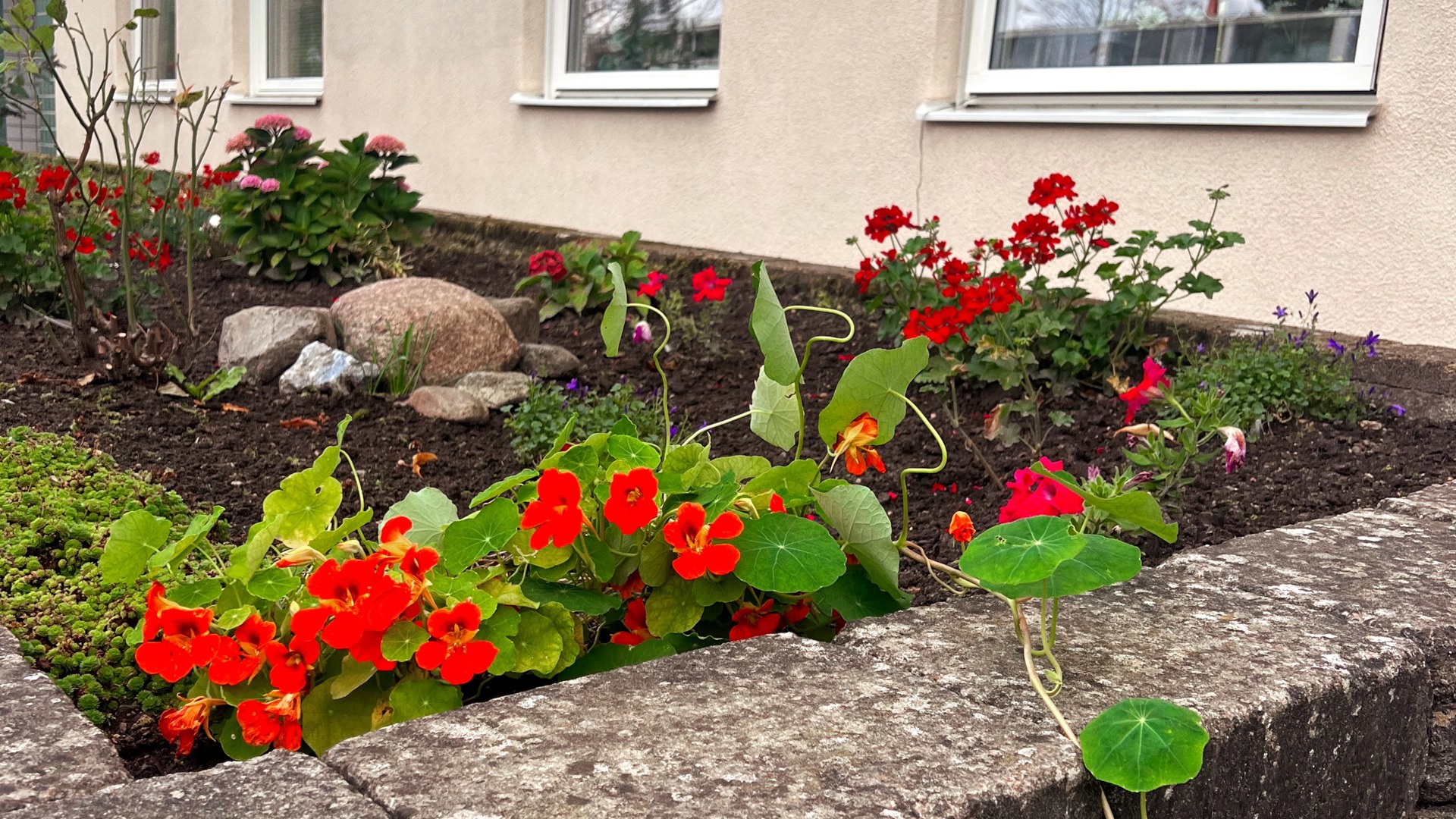 En inmurad odlingsyta intill ett lägenhetshus, fylld med jord. Ur jorden växer röda och rosa blommor tillsammans med gröna blad.