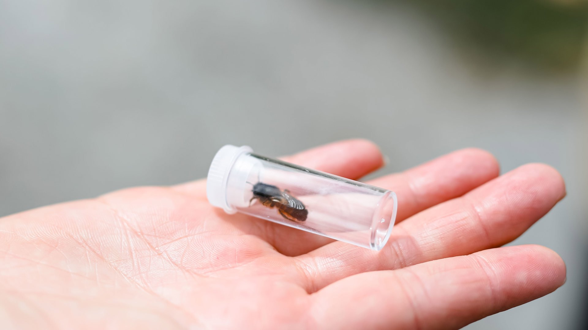 En handflata håller ett insektsrör med ett bi inuti.