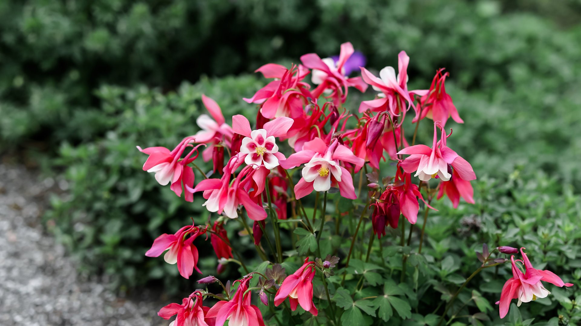 Buskage och rosa blommor.