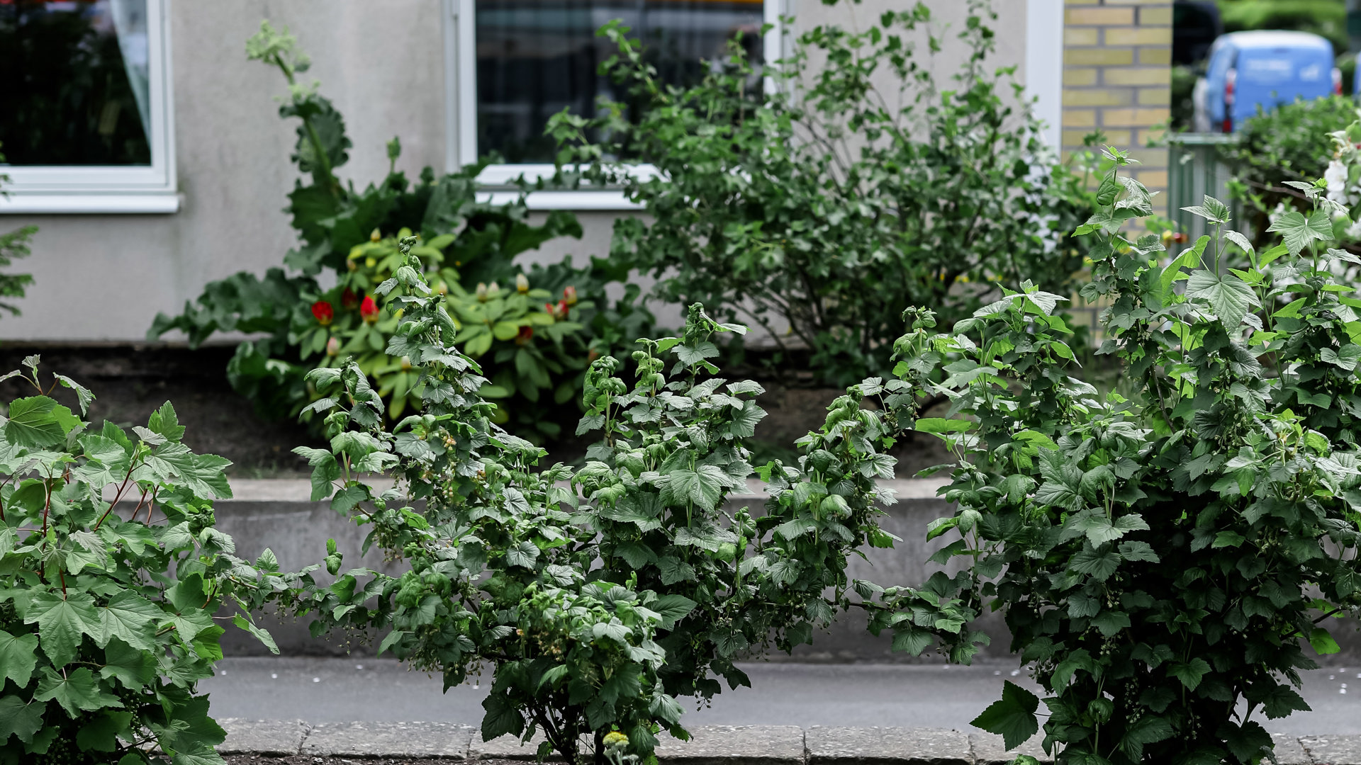 Lägenhetshus. Framför huset syns gröna buskar och växter samt gula och rosa blommor. I bakgrunden syns en blå arbetsbil..