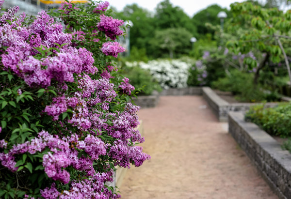En grusgång inramad av en liten mur och grönska. Längst fram till vänster syns en syrenbuske med lila blommor.