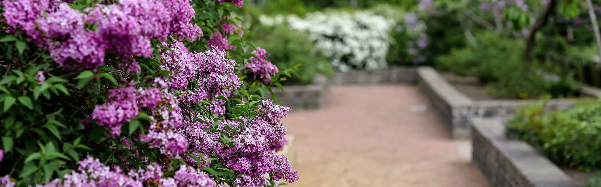 En grusgång inramad av en liten mur och grönska. Längst fram till vänster syns en syrenbuske med lila blommor.