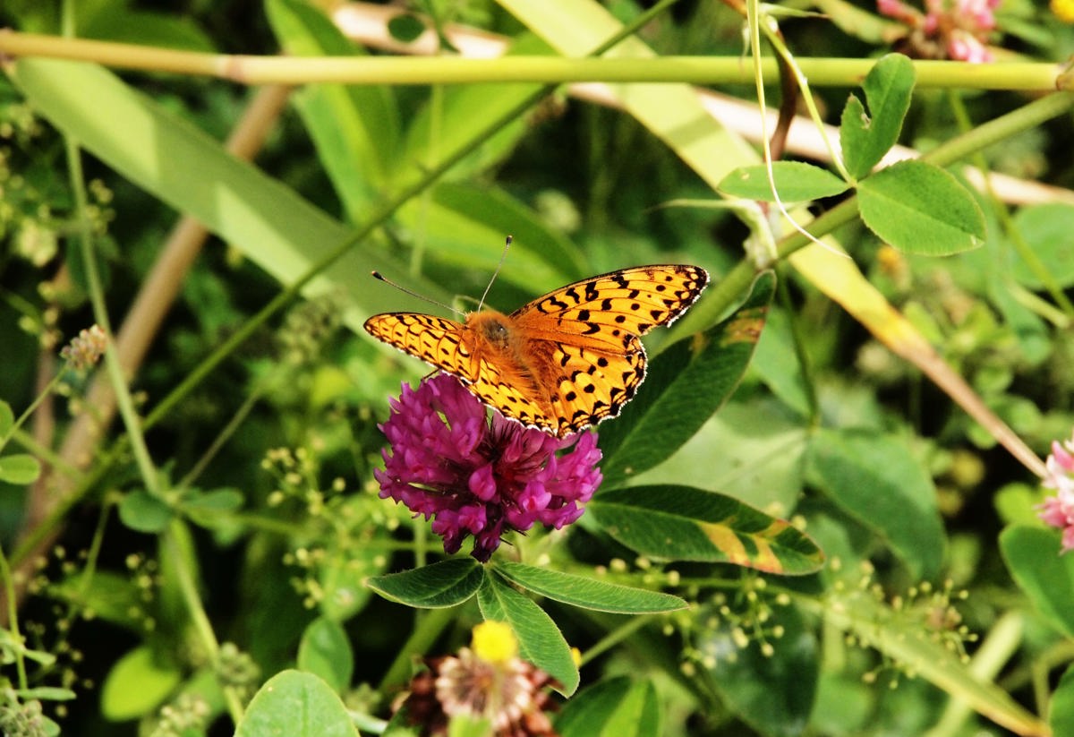 Närbild på en orange fjäril som sitter på en rosa blomma.