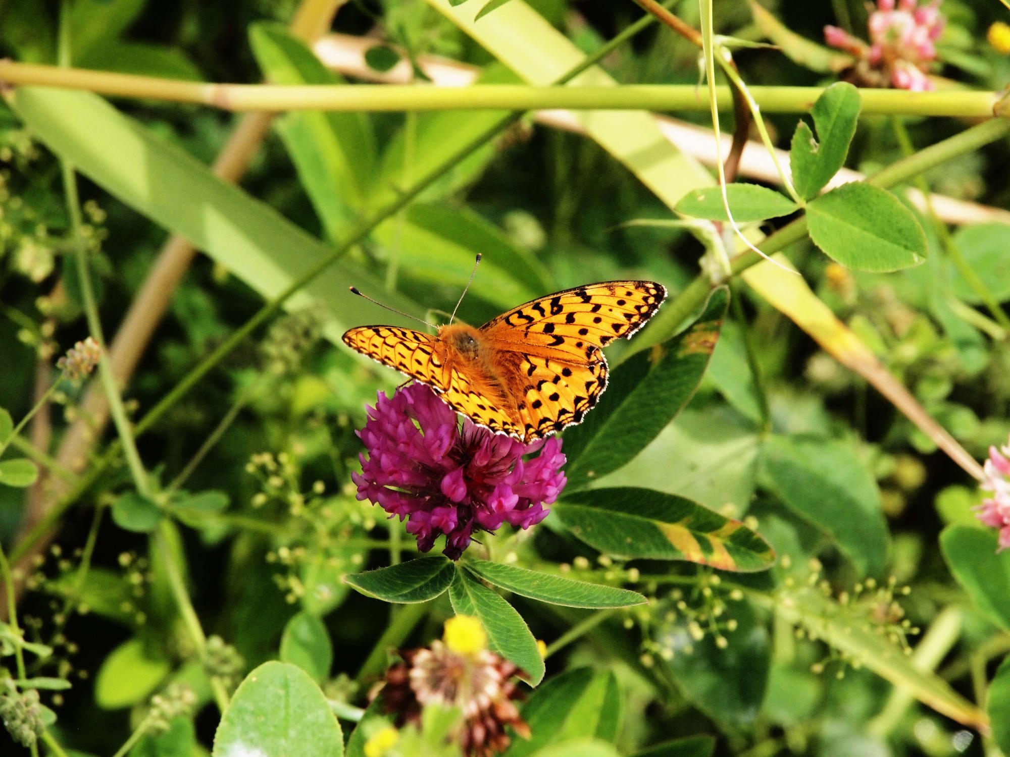 Närbild på en orange fjäril som sitter på en rosa blomma.
