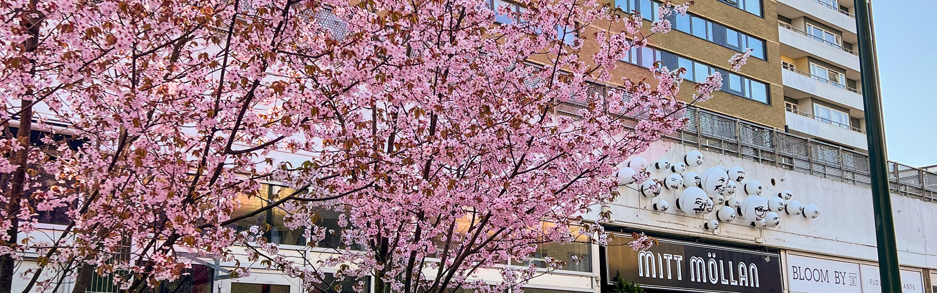En gatubild med ett blommande körsbärsträd i förgrunden. Bakom trädet finns en byggnad med flera våningar och flera butiker på bottenvåningen. Entrén till gallerian skyltas 'MITT MÖLLAN'.