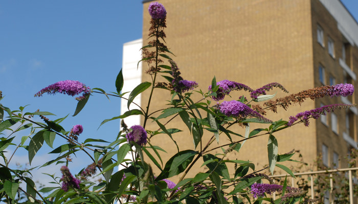 Lila blommor i förgrunden med ett flerbostadshus i gult tegel i bakgrunden, fotograferat under en klarblå himmel. Fokus ligger på växten, medan byggnaden är något suddig i bakgrunden.