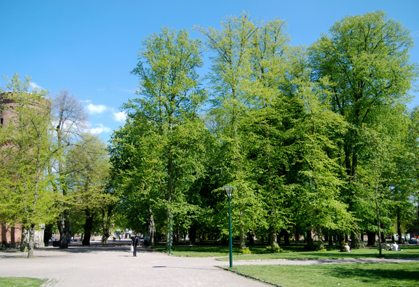 Parkmiljö i Lundagård, Lund, med höga lövträd i vårgrönska under klarblå himmel. En person promenerar på en grusväg som slingrar sig genom parken. Till vänster skymtar en äldre tegelbyggnad, formad som ett torn, delvis dold bakom träden.