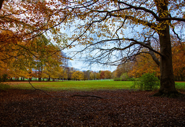 En park i höstskrud med ett öppet gräsfält i mitten, omgiven av träd med gula, orangea och bruna löv. Marken i förgrunden är täckt av fallna löv, och stora trädgrenar sträcker sig in i bildens övre del. Himlen är delvis molnig med blå partier.