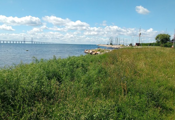 En kustlinje med grön växtlighet i förgrunden och havet till vänster. I bakgrunden syns Öresundsbron som sträcker sig över vattnet, och till höger finns en liten hamn med båtar och några byggnader. Himlen är blå med några vita moln.