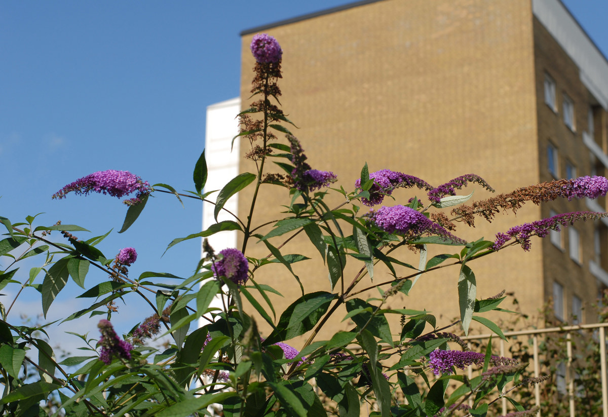 Lila blommor i förgrunden med ett flerbostadshus i gult tegel i bakgrunden, fotograferat under en klarblå himmel. Fokus ligger på växten, medan byggnaden är något suddig i bakgrunden.