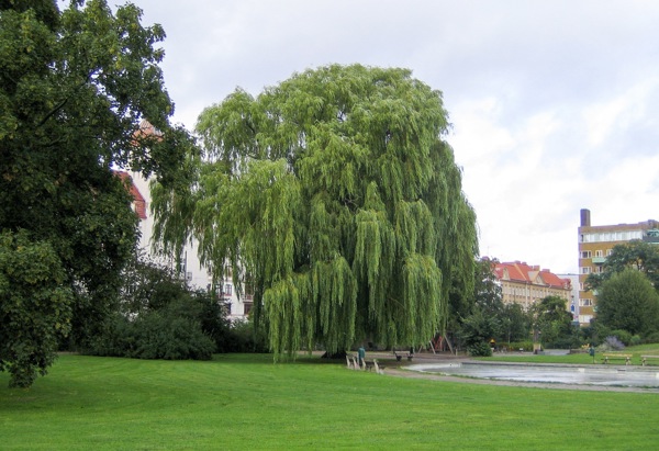 En stor grön park med ett stort, hängande pilträd i centrum. Trädet står vid en liten damm med bänkar runtom. I bakgrunden syns bostadshus med röd- och gulaktiga tak. Himlen är något molnig men ljus, och gräset är frodigt grönt.