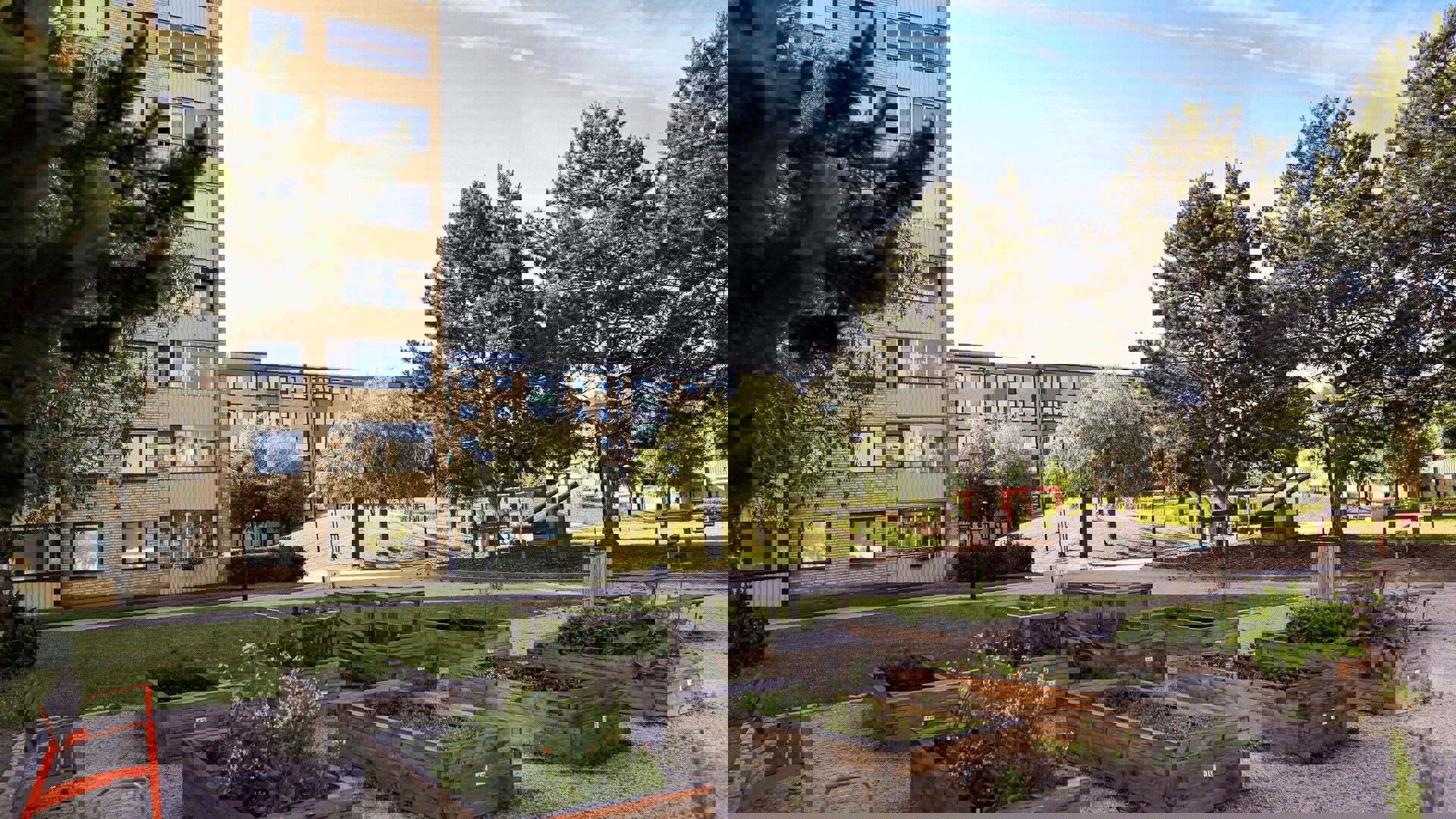 Innergård vid flerbostadshus med odlingslådor i förgrunden, grönt gräs och stora träd, samt en lekplats med klätterställningar i bakgrunden en solig dag. Västra Bellevuegården Malmö.