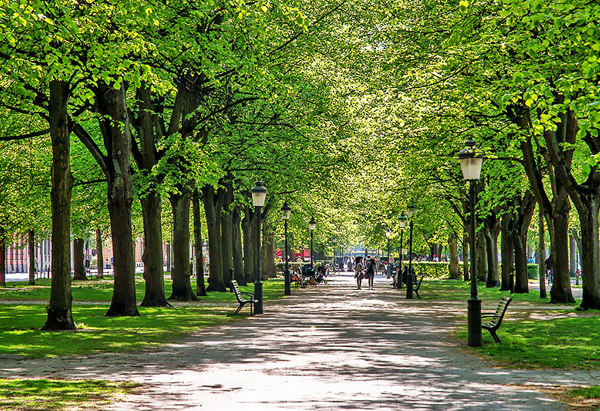 En trädallé i en park. Stigen är kantad av höga träd med frodig grön lövverk som bildar ett tak ovanför. Det finns bänkar och gatlyktor längs sidorna av stigen. I fjärran kan man se människor som promenerar eller cyklar på stigen