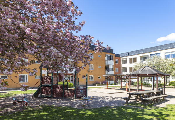 en Lekplats med gula flerfamiljshus i bakgrunden och ett träd med rosa blommor i förgrunden.