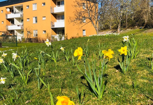 Närbild på påskliljor med gula flerfamiljshus i en solig miljö.